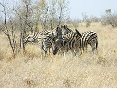 Suedafrika (203)